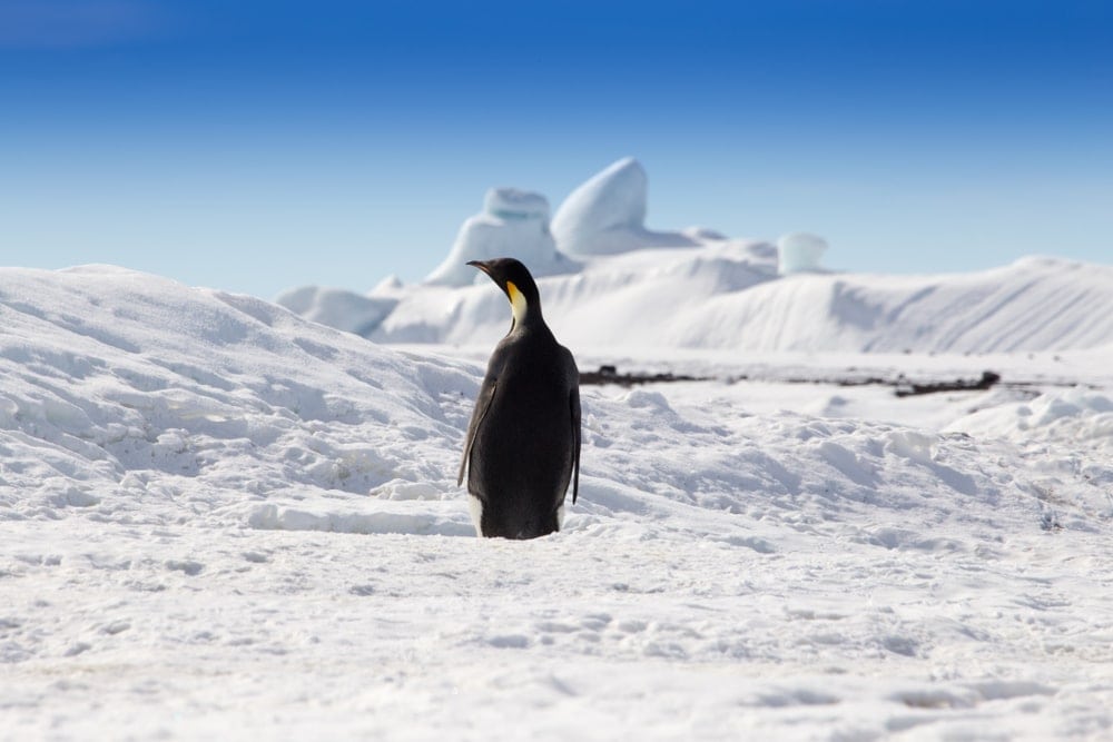 Back view of a Penguin in cold Antarctica desert
