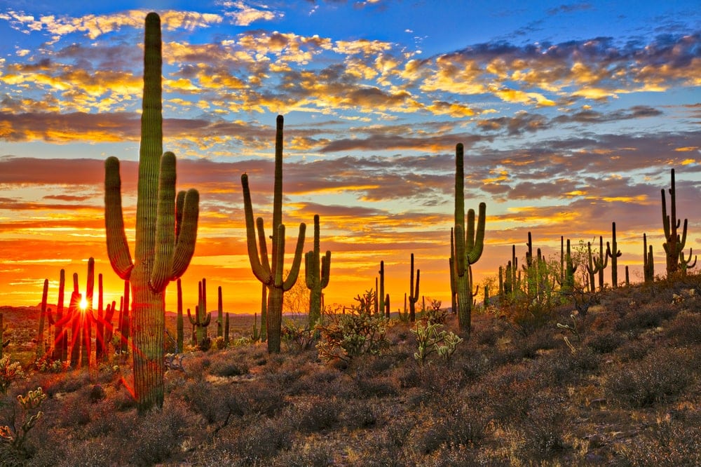 Beautiful sunset sight of Sonoran Desert