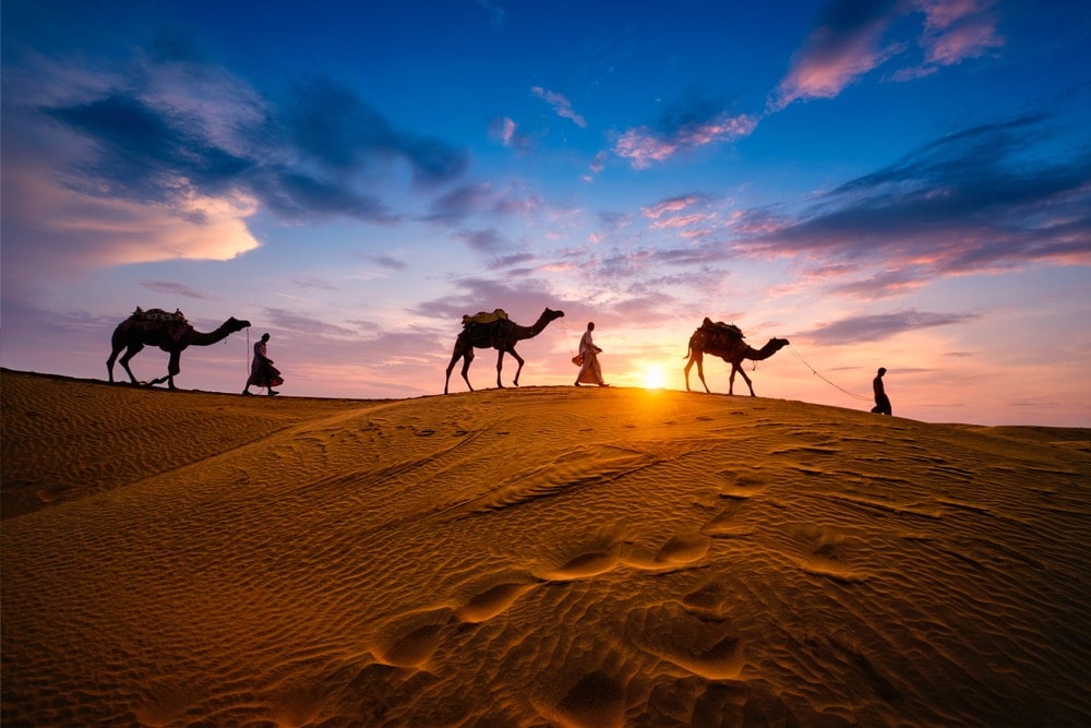 Walking people with their camels in sunset