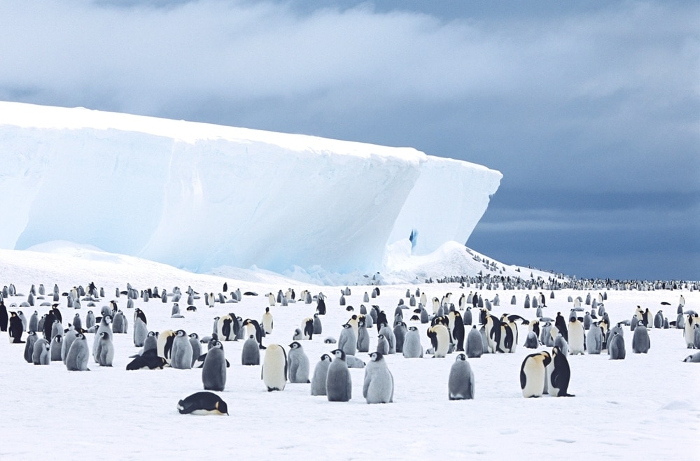 Penguin sight in Antarctica