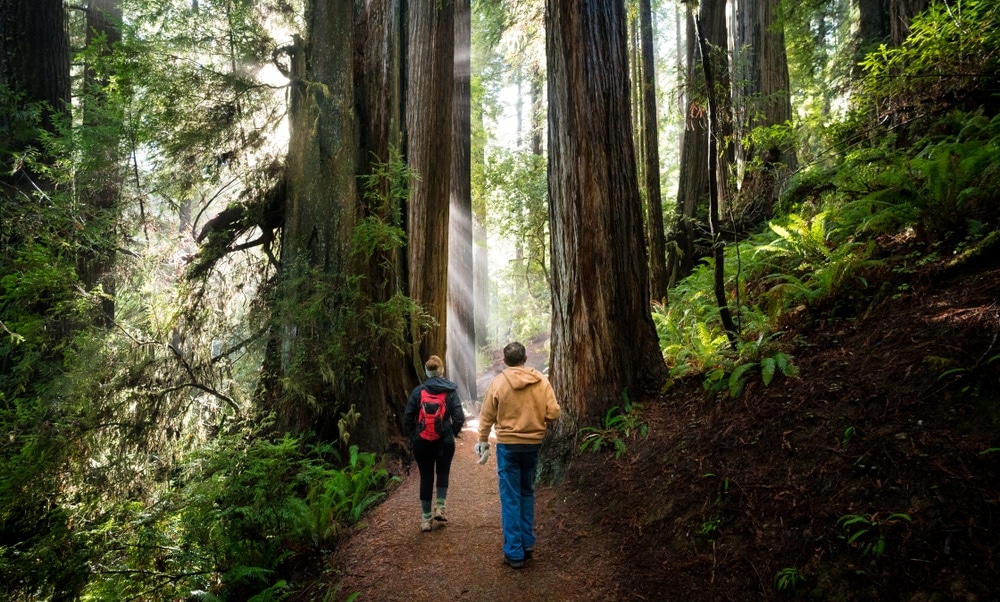 Couple strolling in the woods