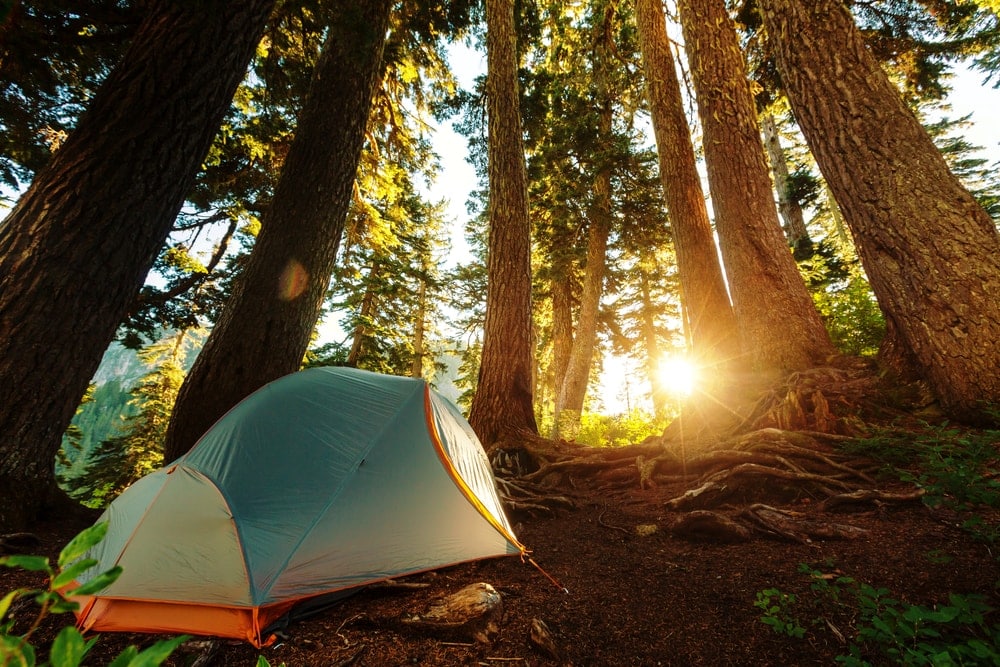 Camping tent under big trees