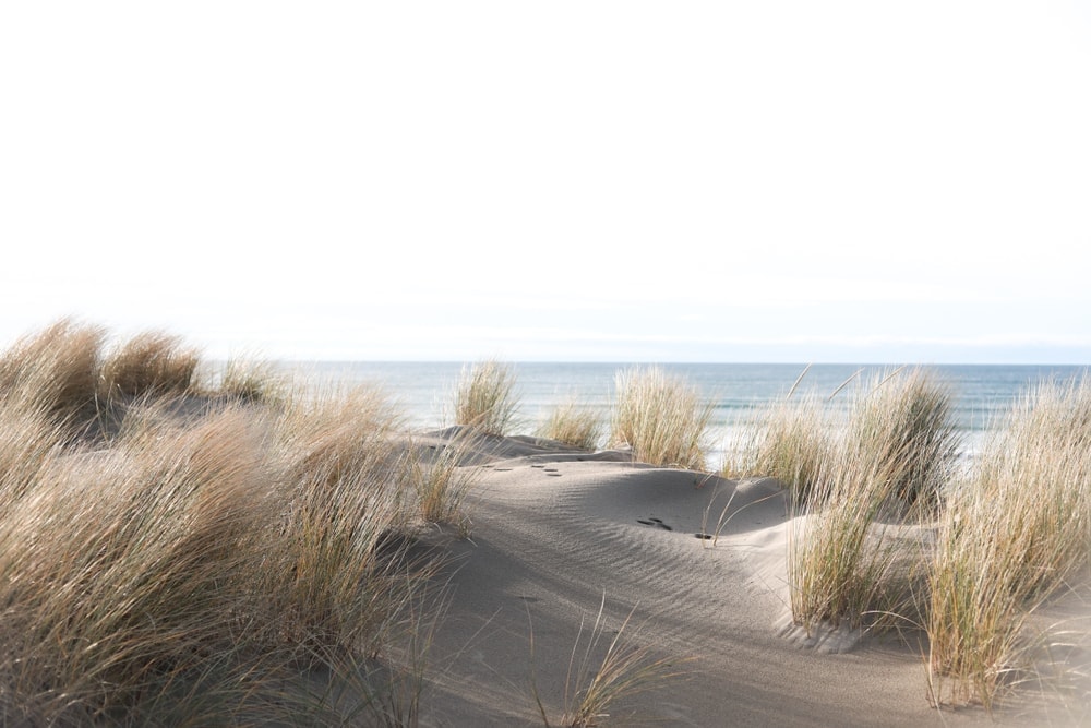 Fine beach sands