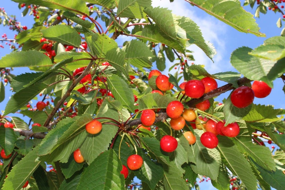 Close up picture of cherries from its tree in the appalachian trail