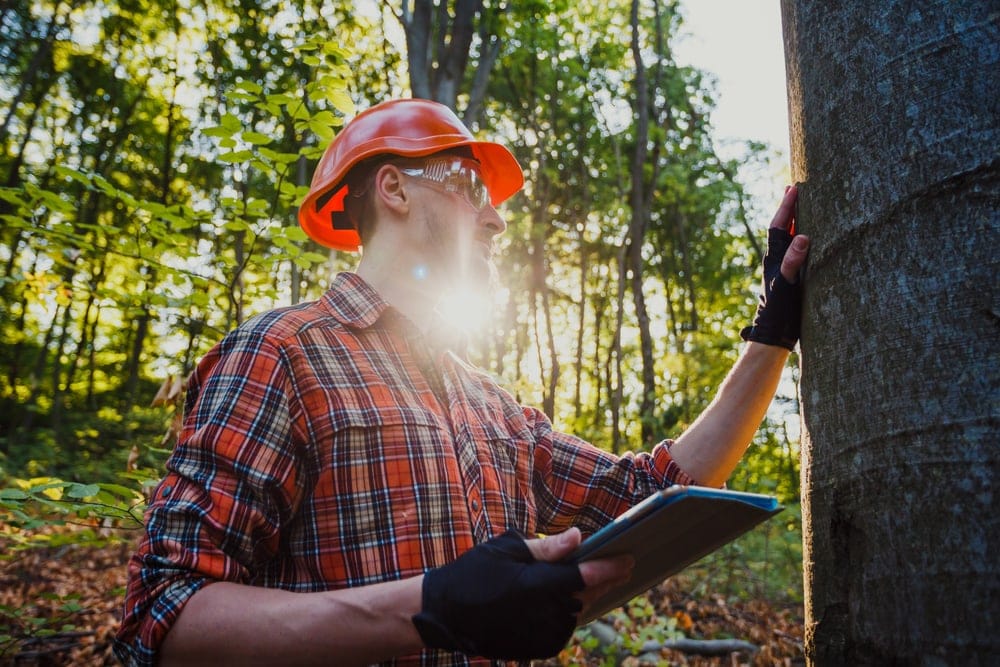Forester checking trees
