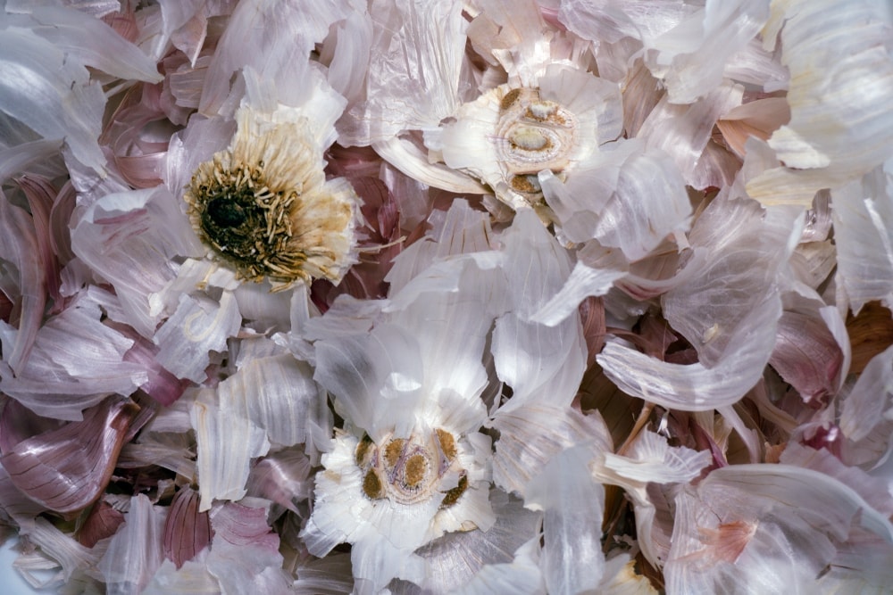 Garlic leaves