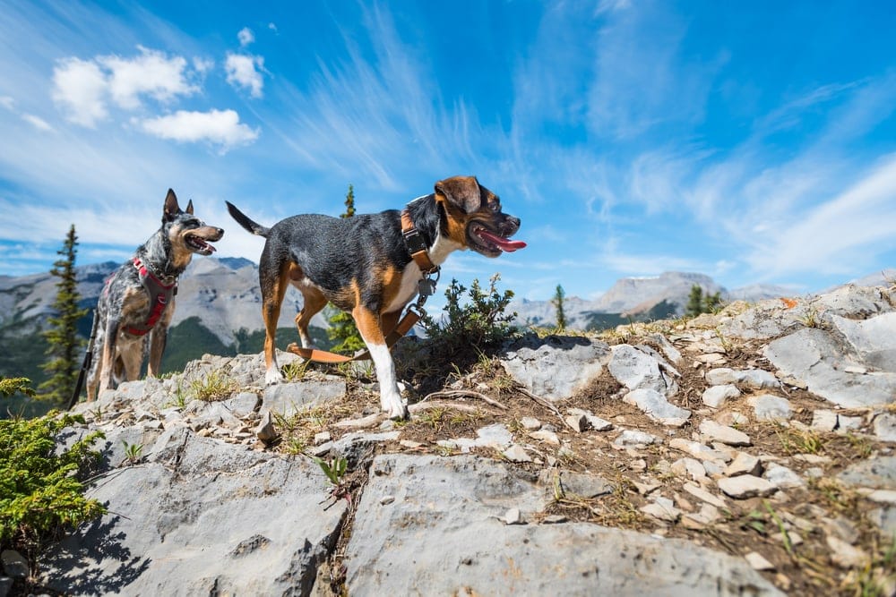 Two dogs walking on the mountain