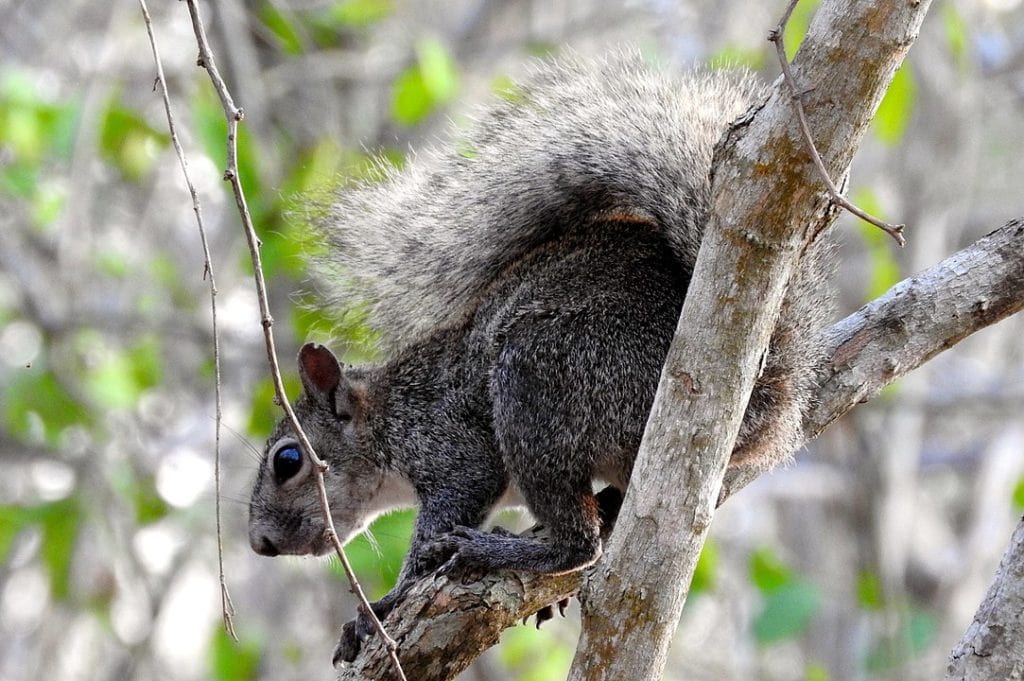 closeup photo of Collie’s squirrel going down a tree branch