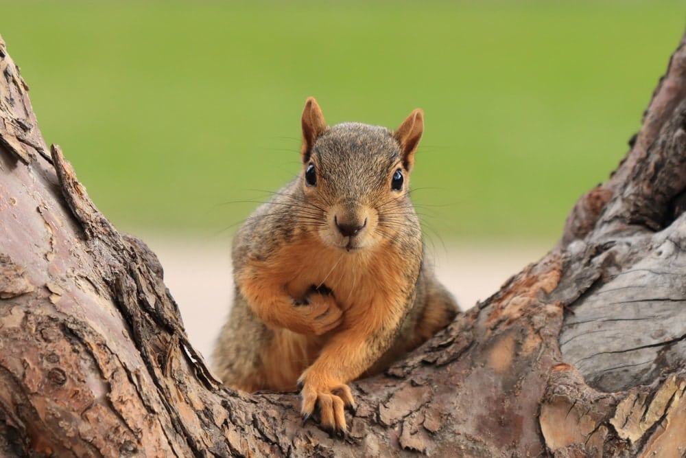 a fox squirrel curiously looking at the camera