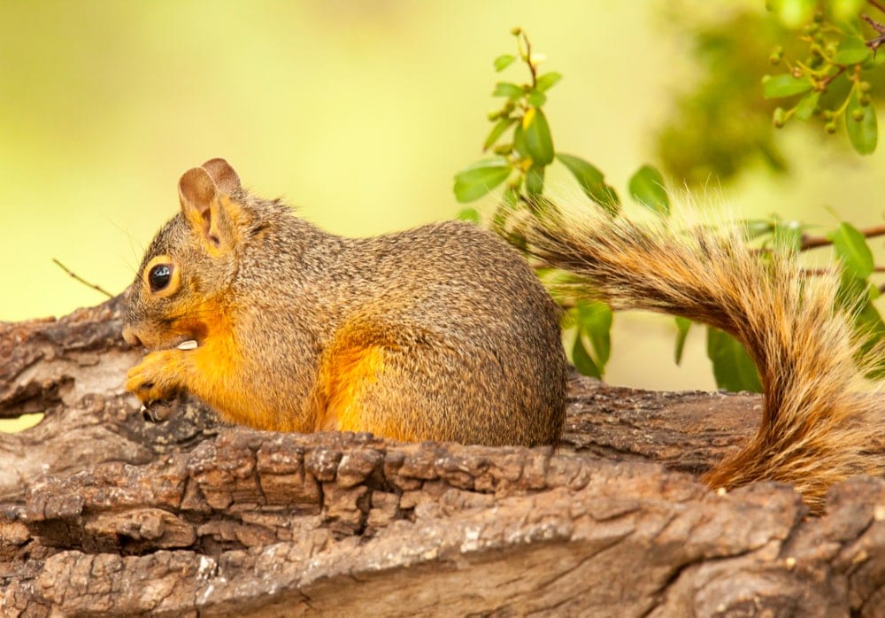 a hiding Mexican fox squirrel