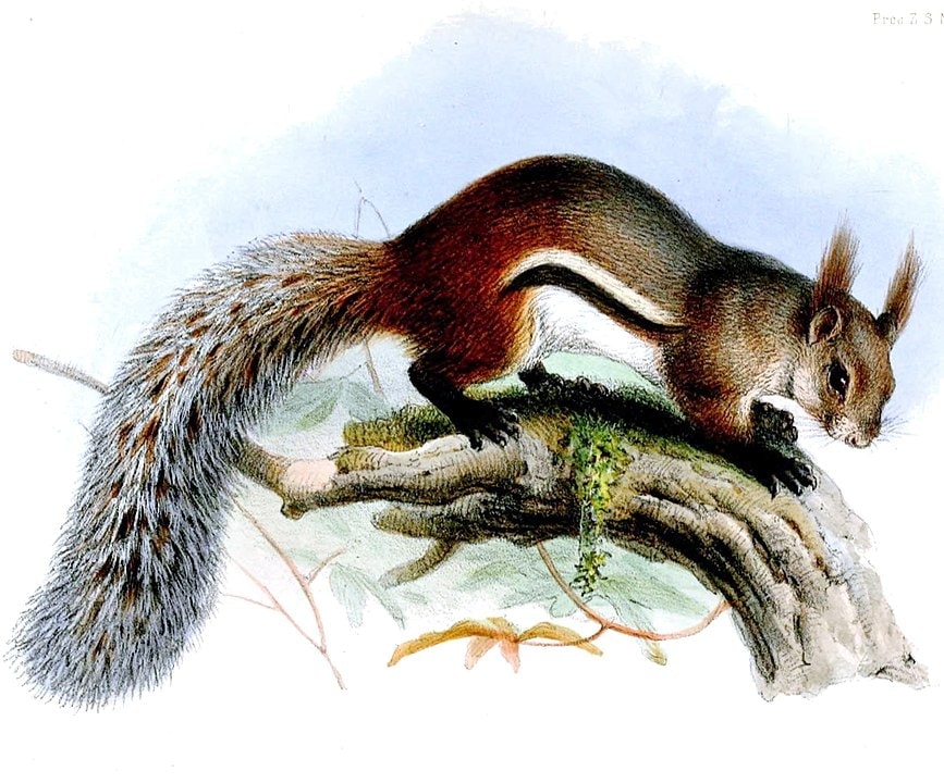 sketch of a tufted ground squirrel 