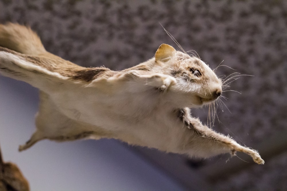 a flying squirrel