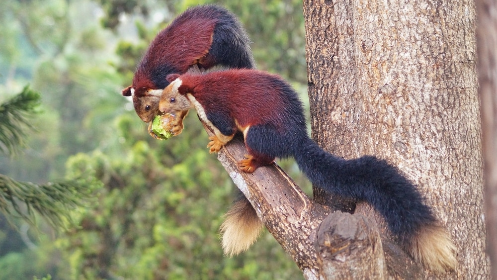 two squirrels from Ratufinae subfamily sharing food