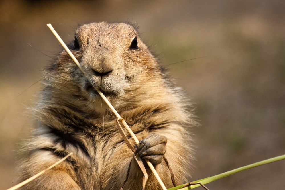 a squirrel from Xerinae Subfamily holding a stick