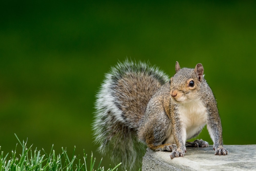 photo of squirrel under Sciurinae family