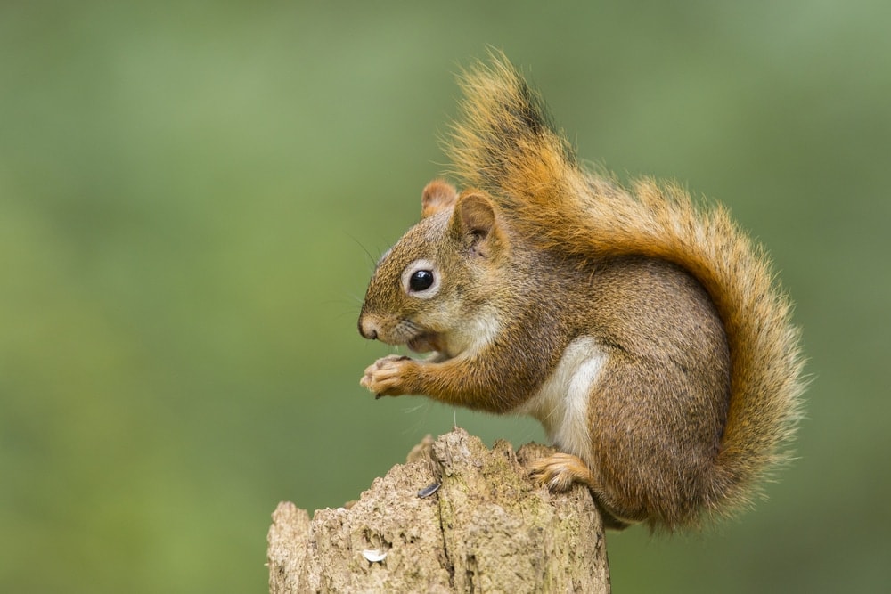 Picture of an American red squirrel (Tamiasciurus hudsonicus)