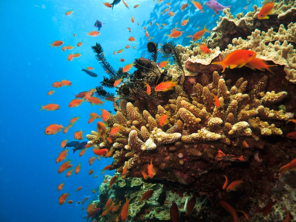 Stony Coral Colony surrounded by small fish