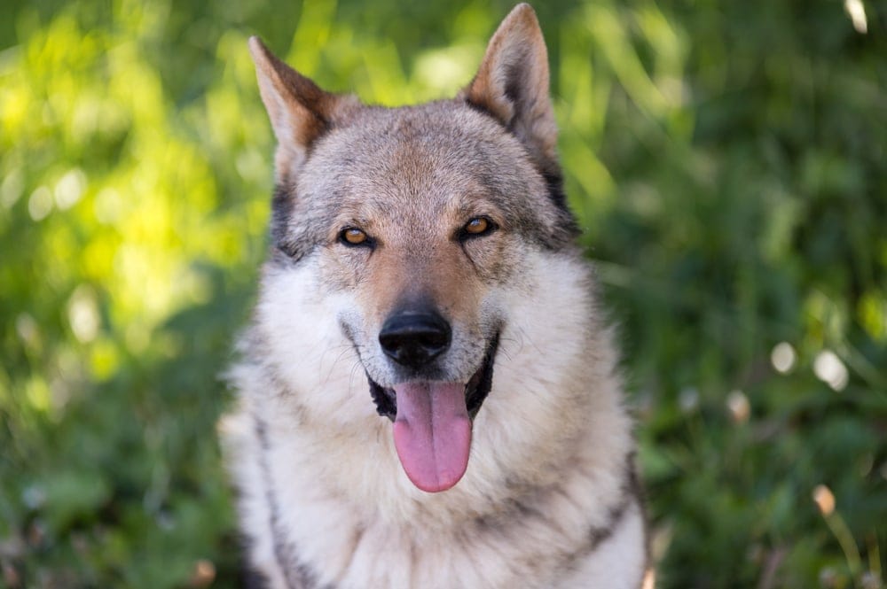 wolf looking at the camera and sticking its tongue out