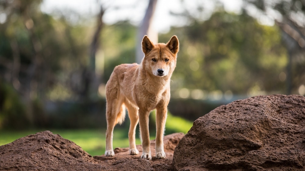 New Guinea Singing Dog (Canis lupus dingo)
