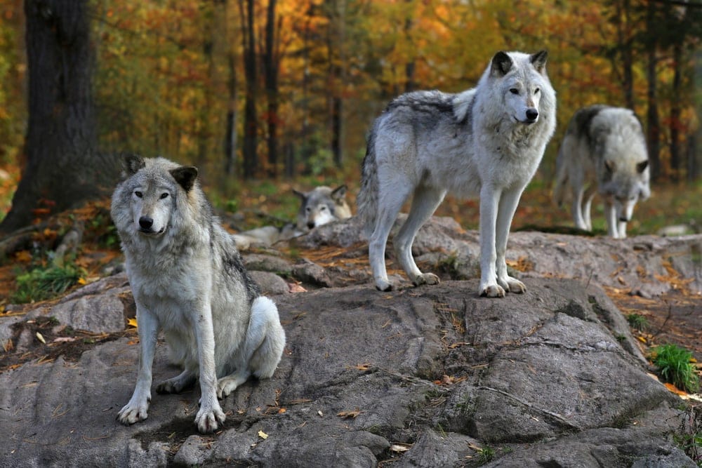 Eastern Wolf (Canis lupus lycaon)