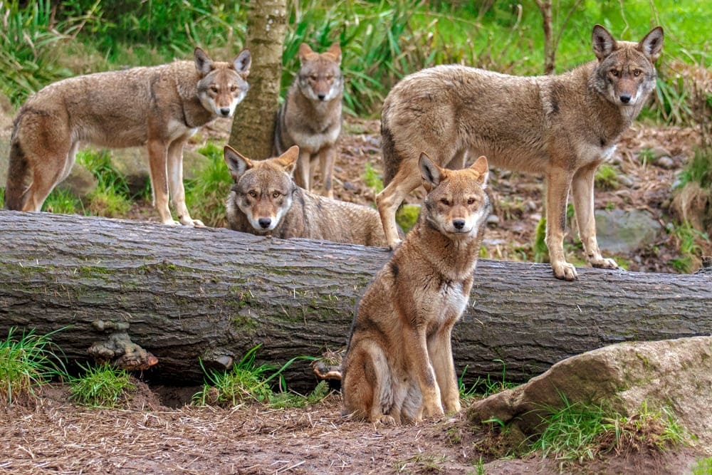 Red Wolf (Canis lupus rufus)