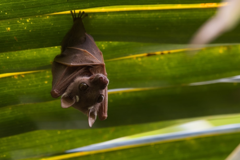 Cute Peter’s Dwarf Epauletted Fruit Bat (Micropteropus pusillus) hanging upside down from a leaf