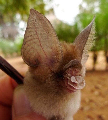 close up photo of Old World leaf-nosed bats