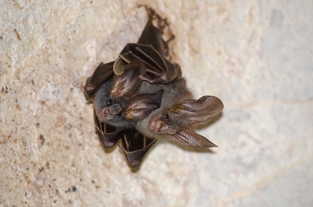 two false vampire bats looking at the camera