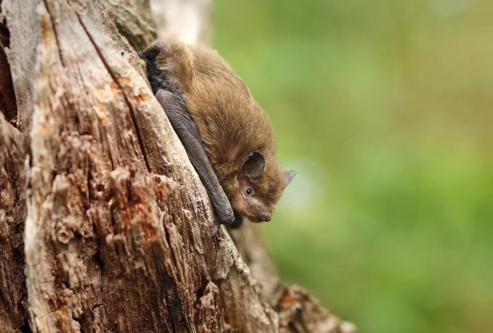 Yangochiroptera on a tree