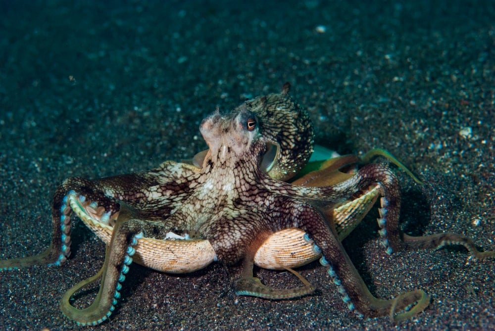 Coconut octopus on shell