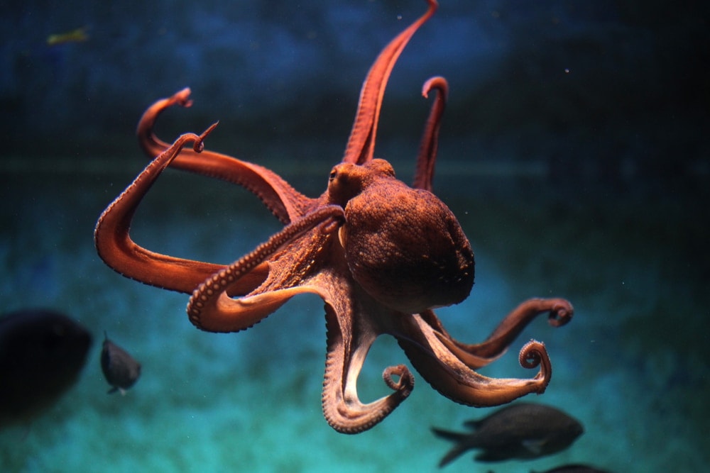 Orange octopus portrait