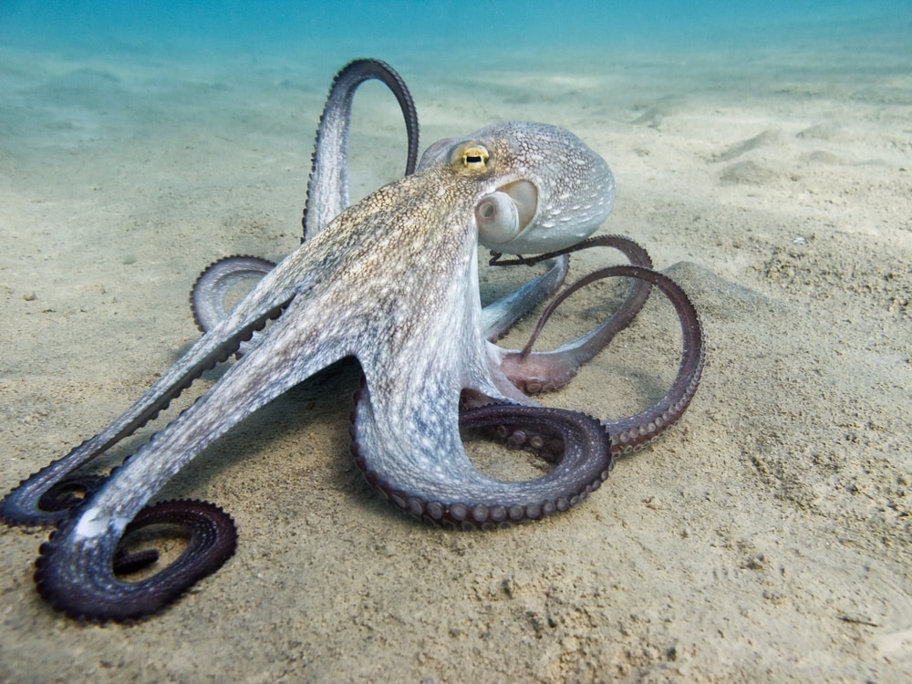 Common octopus on underwater sand