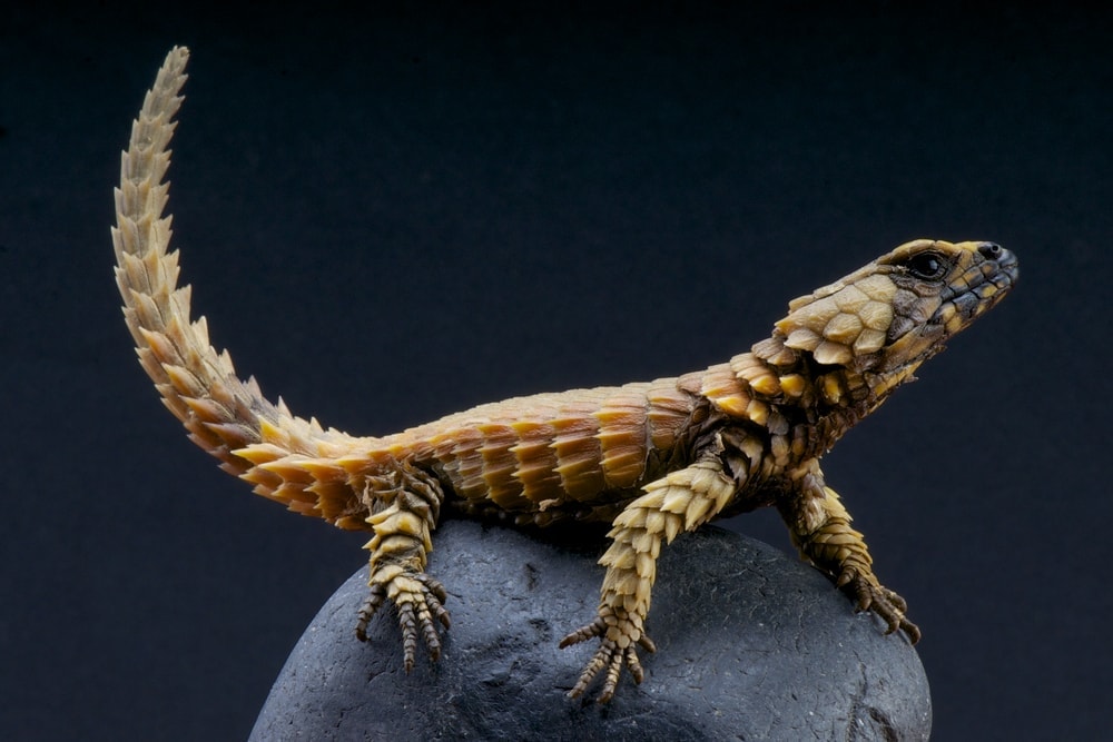 Armadillo Girdled Lizard (Ouroborus cataphractus)