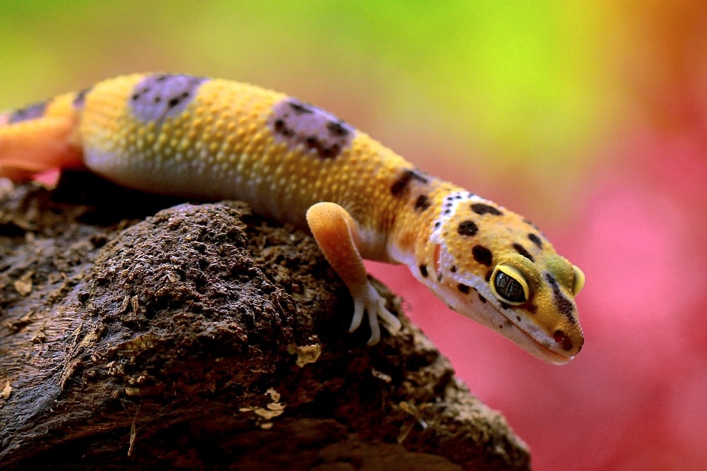 Common Leopard Gecko (Eublepharis macularius)