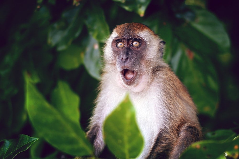 Suprised monkey portrait with leaves background