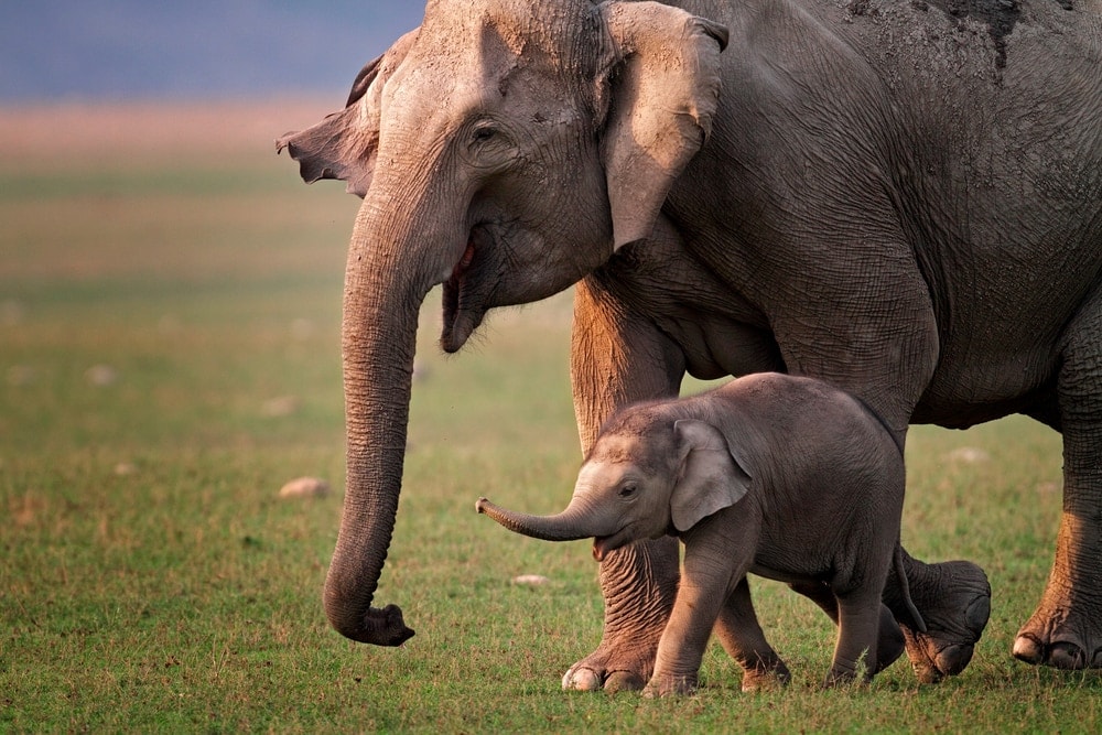 Mother and baby elephant walking together