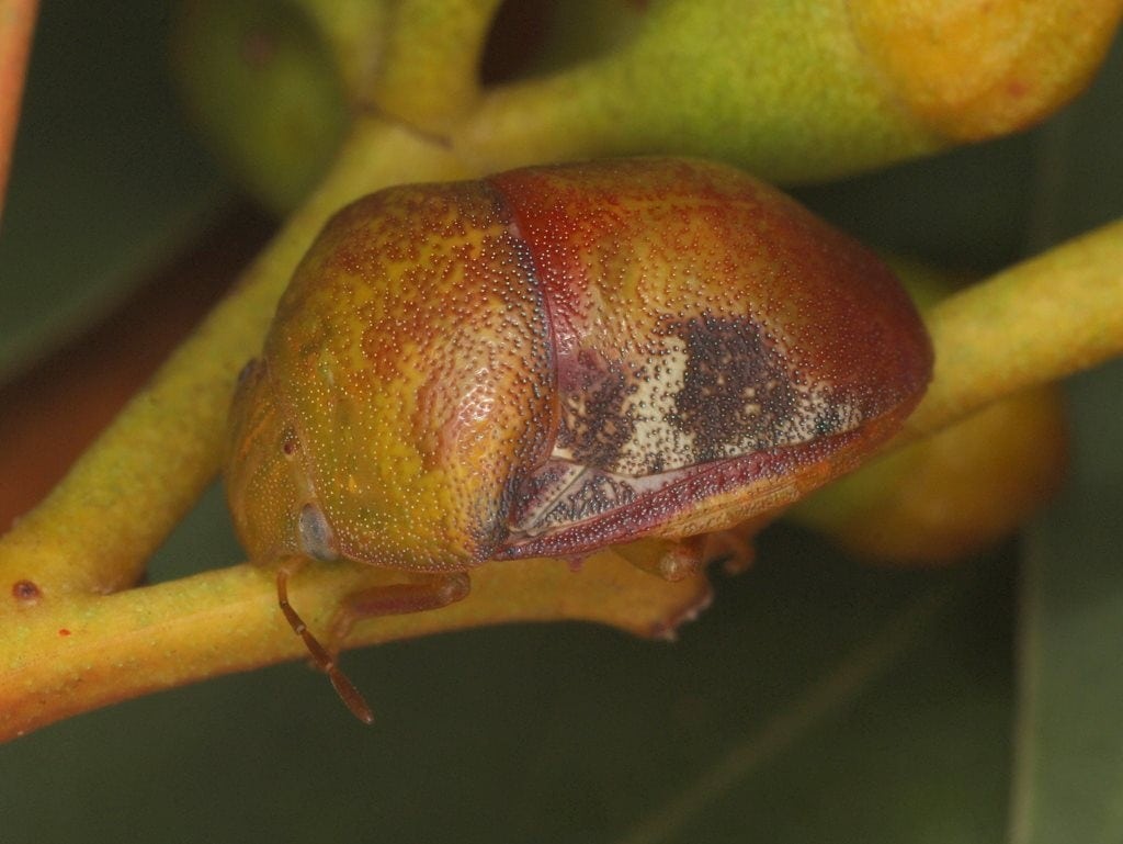 Aphylum syntheticum