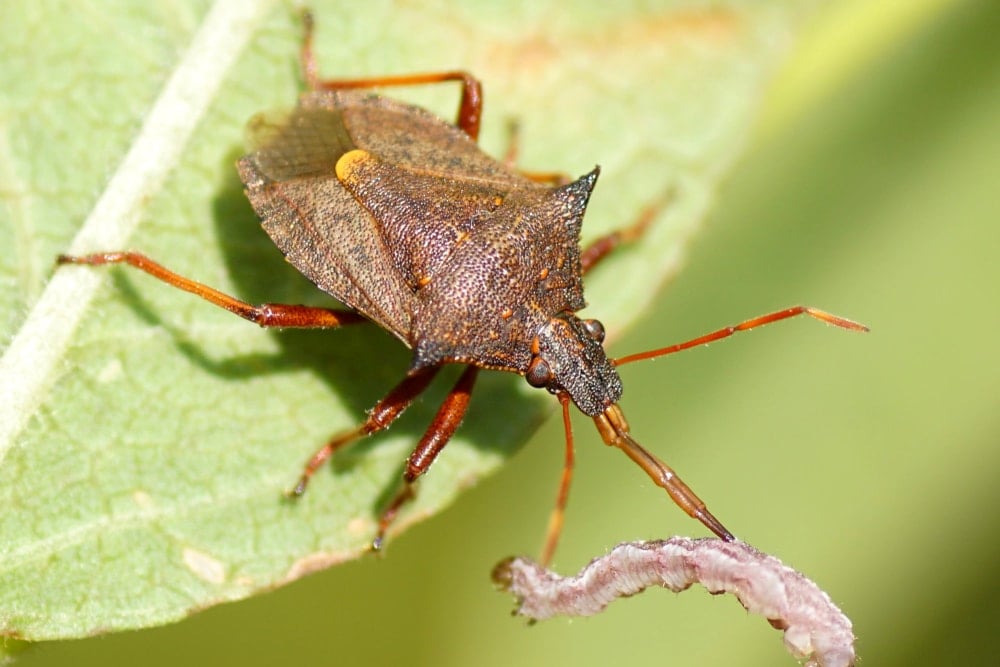 A Picromerus Bidens (spiny shieldbug, spiked shieldbug) from subfamily Asopinae with a caterpillar as a prey. Subfamily Asopinae.