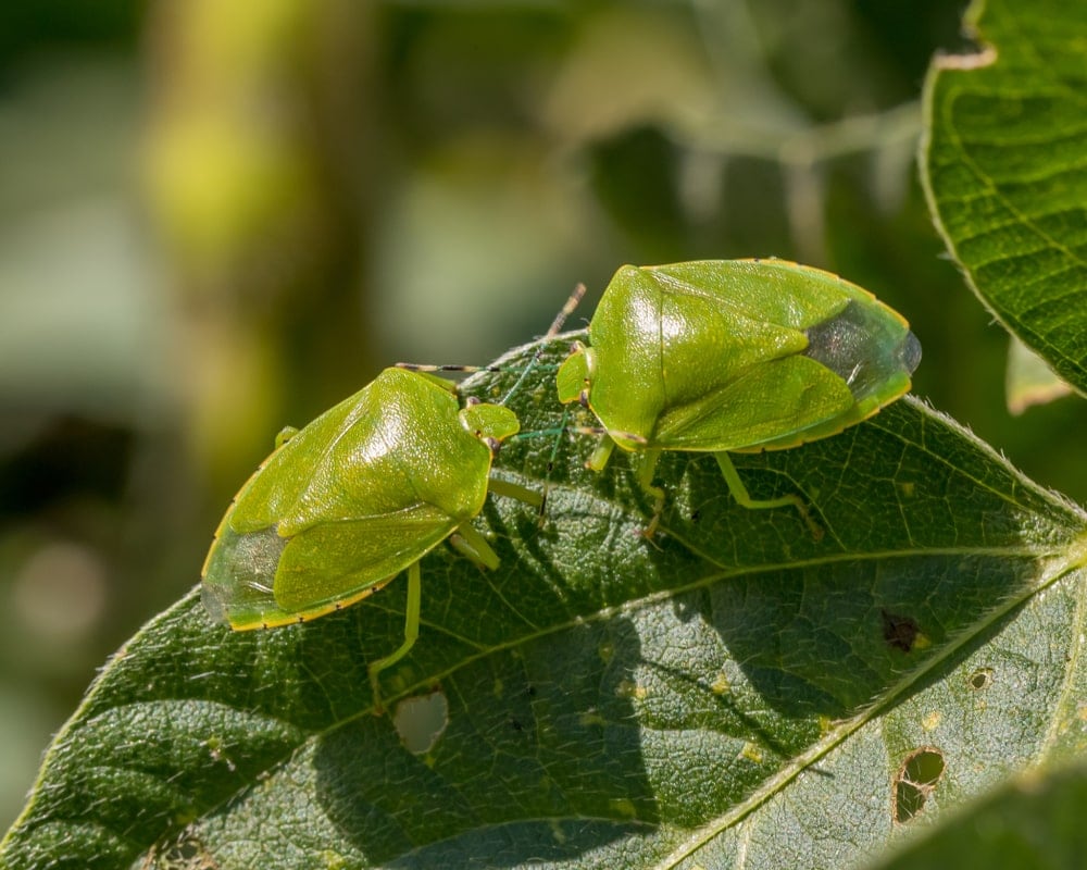 Green shield bug or stink bug on a leaf
