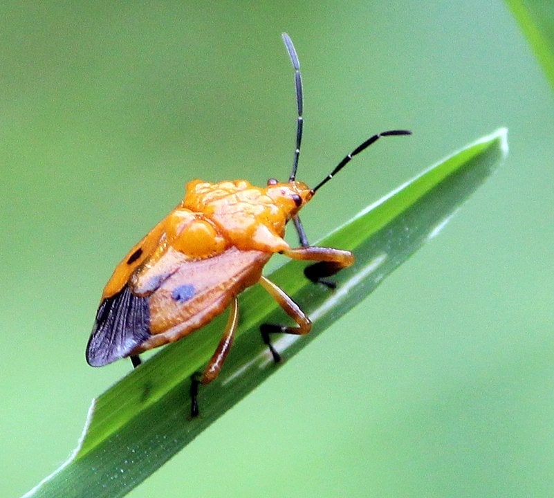 Cazira