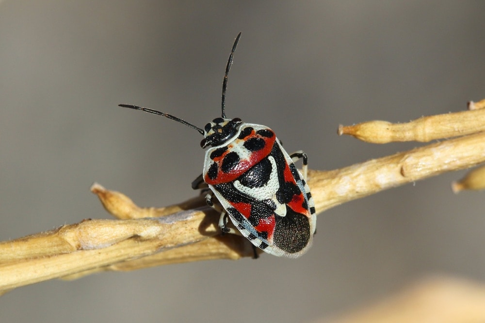 Eurydema ornata