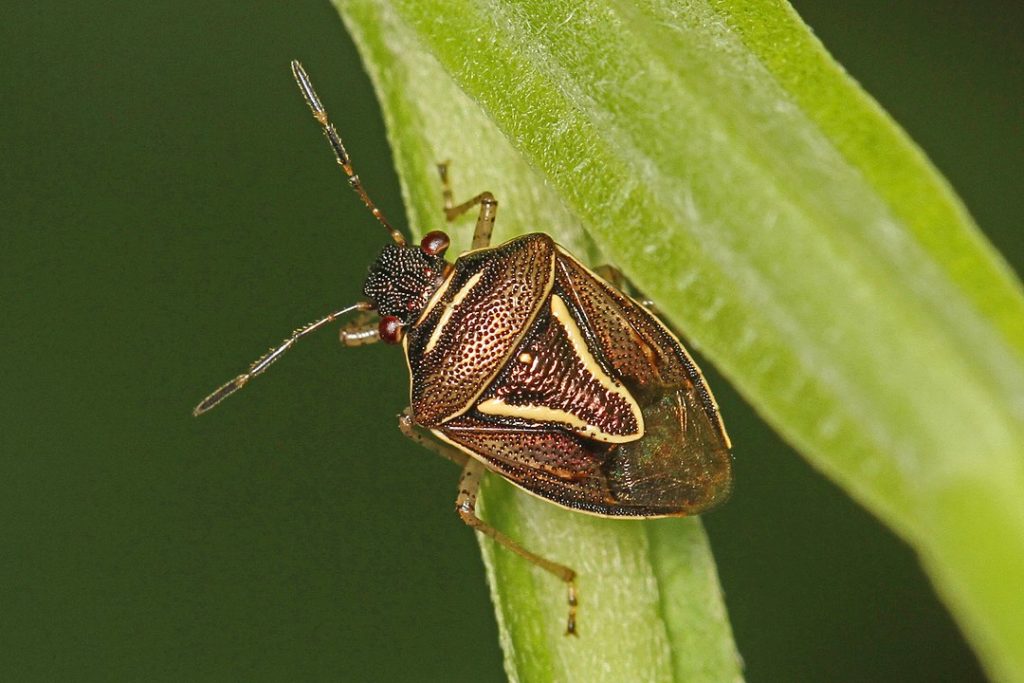 Mormidea lugens