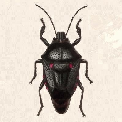 Oplomus mundus
