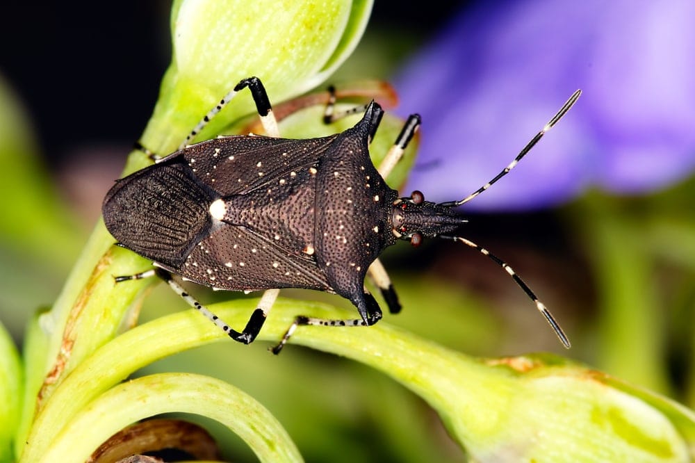 Podisus maculiventris aka Spined Soldier Bug
