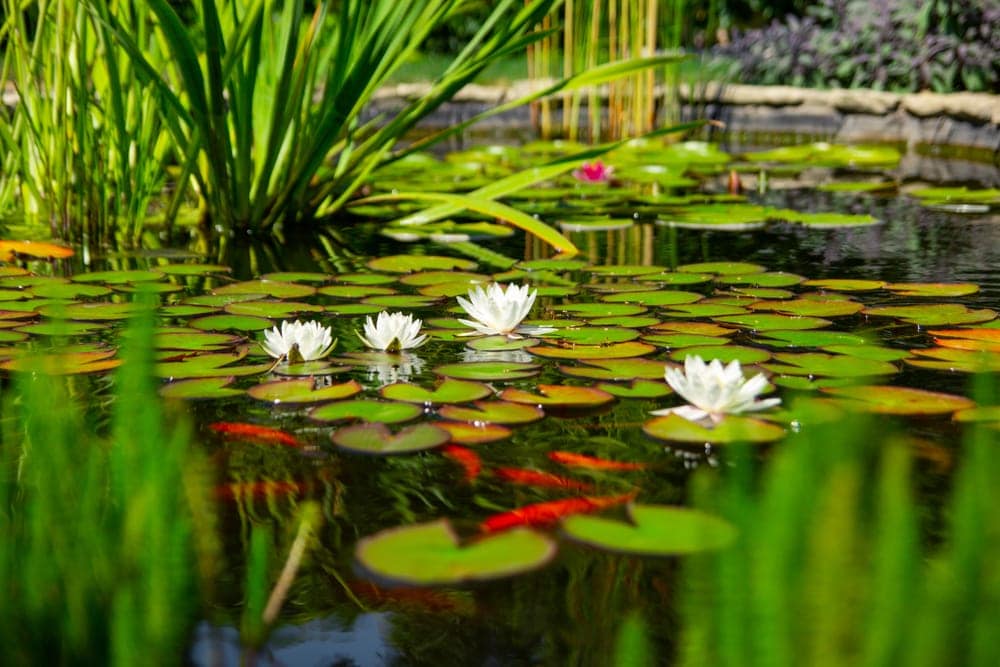 Pond with fish and flowers