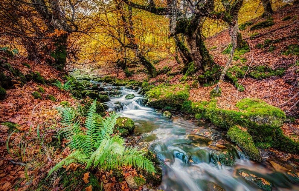 Stream in the middle of forest in Autumn Season