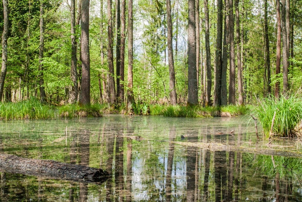 Green swamp in the forest in summer day