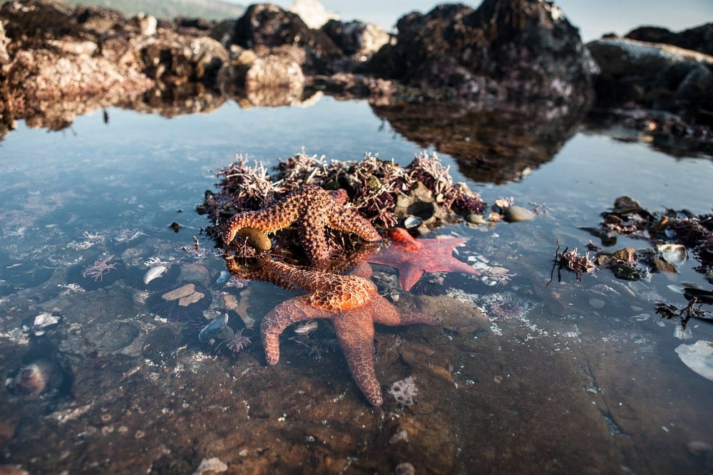 Starfish on a rock during a tide pool