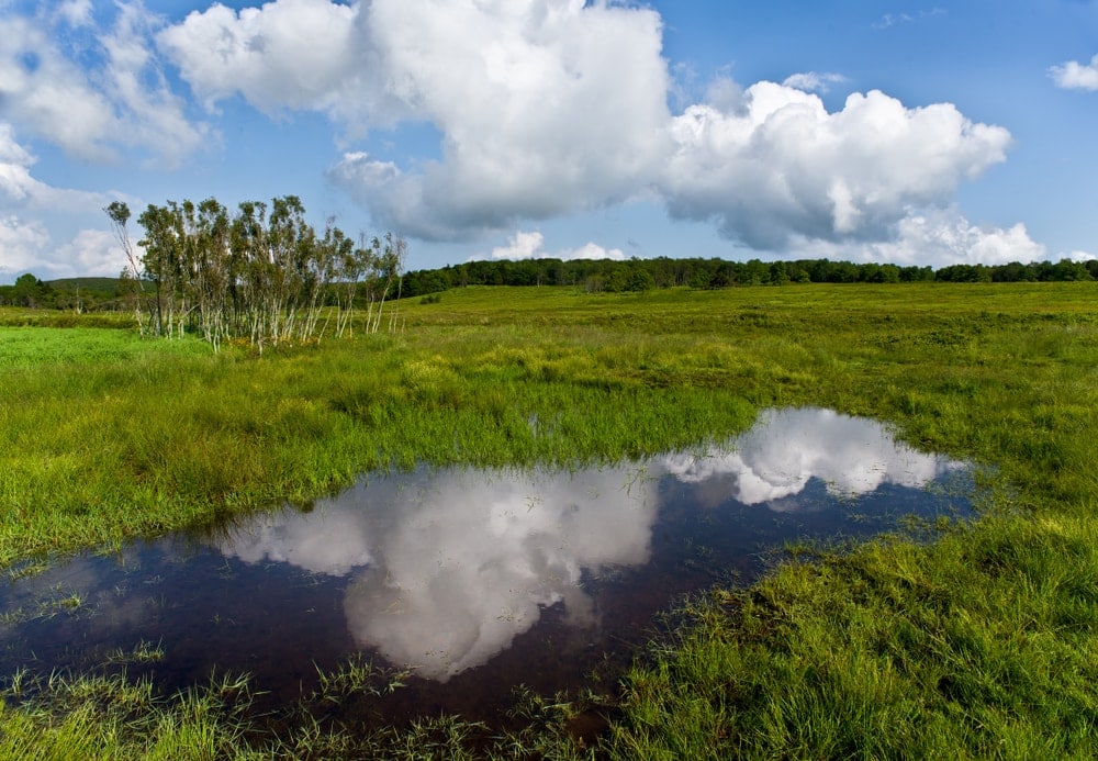 Vernal pool of water in Big Meadows in Shenandoah National Park