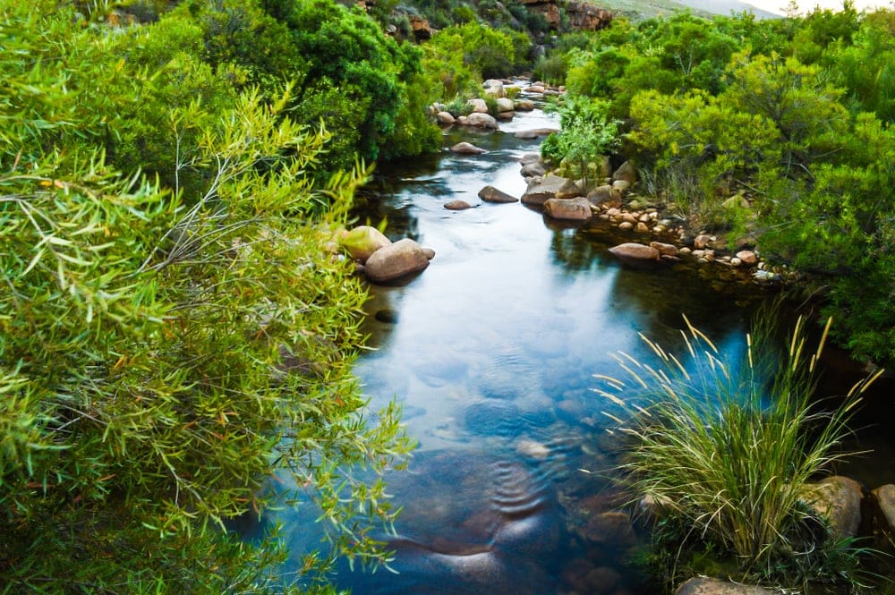 A berk or a small stream and green foliage